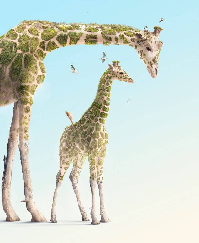 girafas  de Josh Dykgraaf