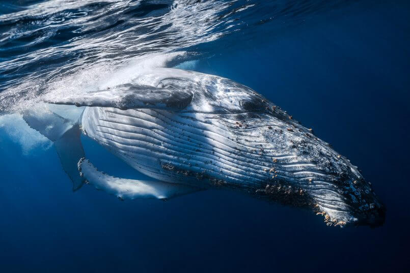 baleia grande por Gabriel Barathieu