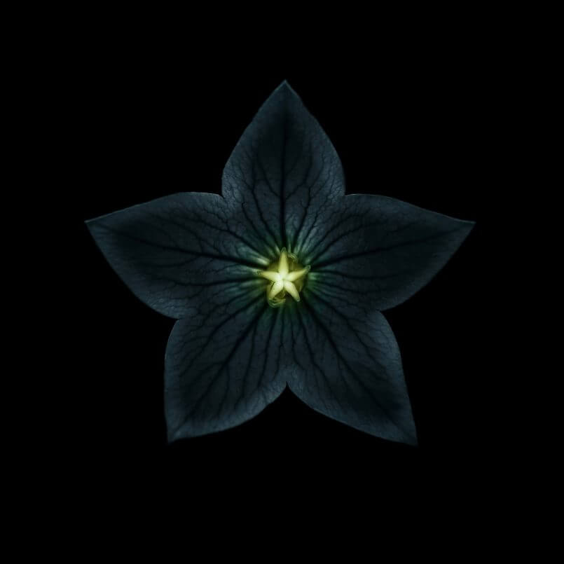 flor estrela por Viera Babecova