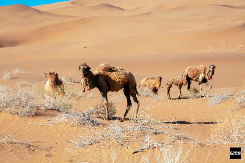 familia de camelos por Florian Delalee