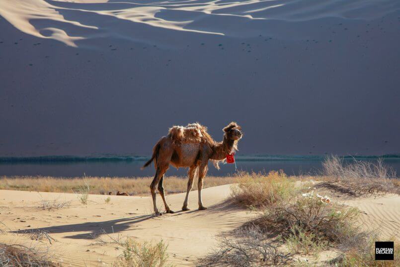 camelo solitário por Florian Delalee