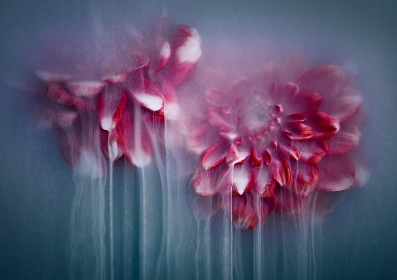 flores mórbidas por Robert Peek