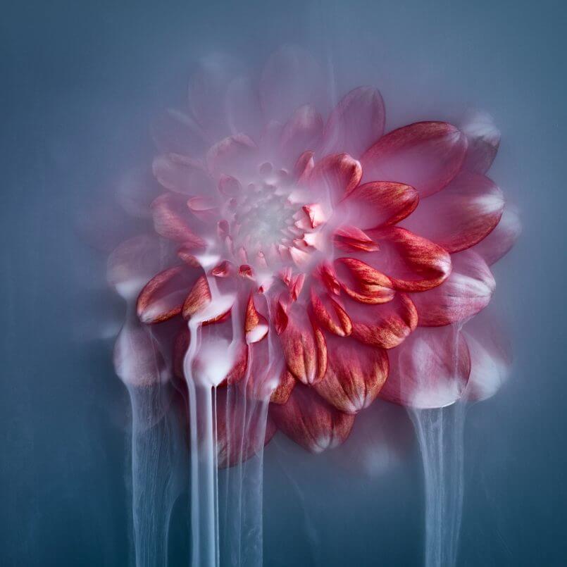 flores por Robert Peek