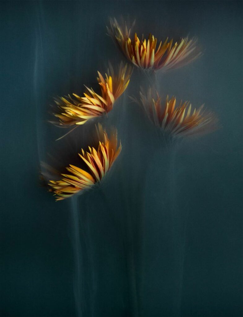 flores intensas por Robert Peek