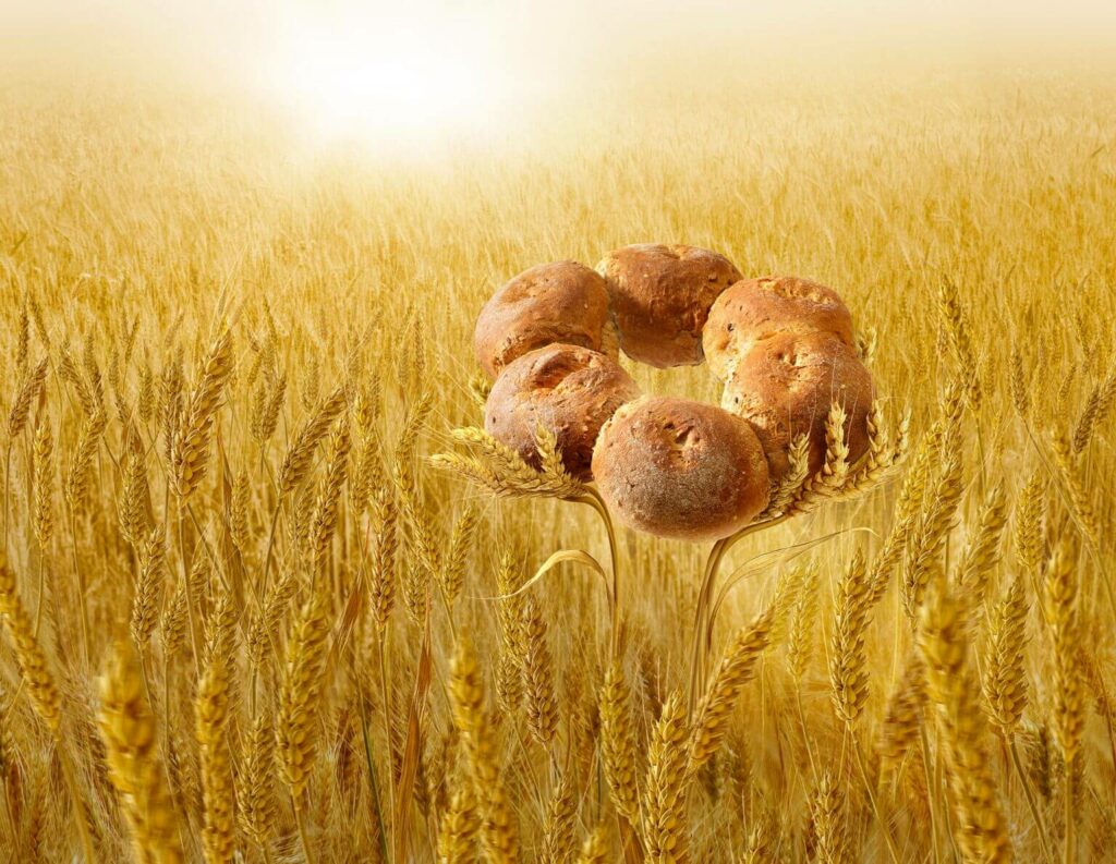 trigo do pão  por Garrigosa