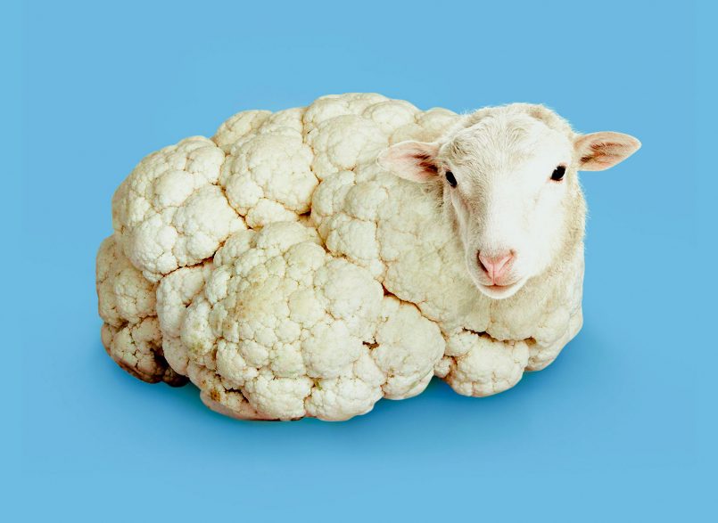 ovelha de verdura por Randy Lewis 