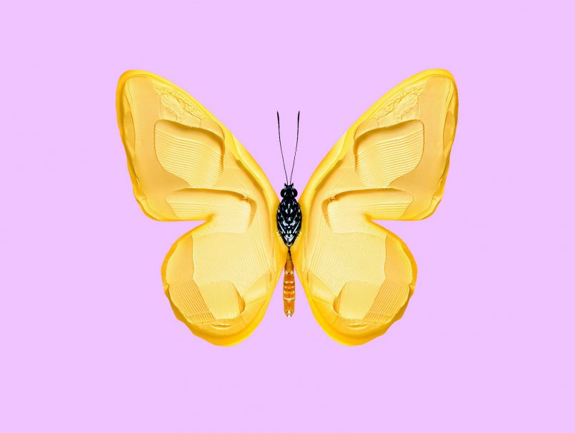 borboleta por Randy Lewis 