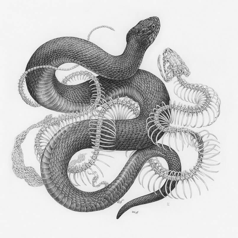 intimidade de cobras  por Zoe Keller