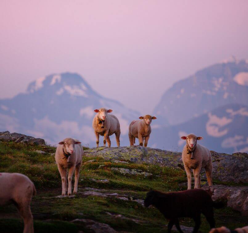 carneiros montanheses por Florian Wenzel