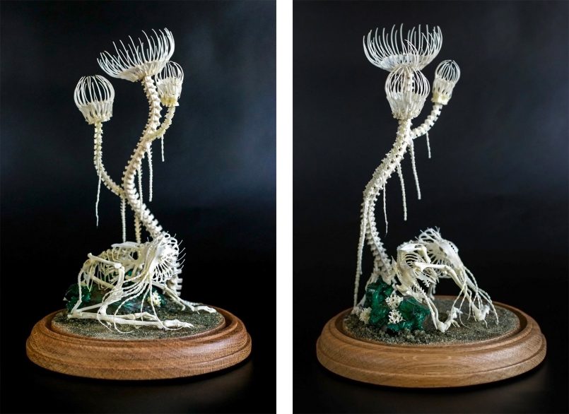 ossos de plantas  por Gerard Geer