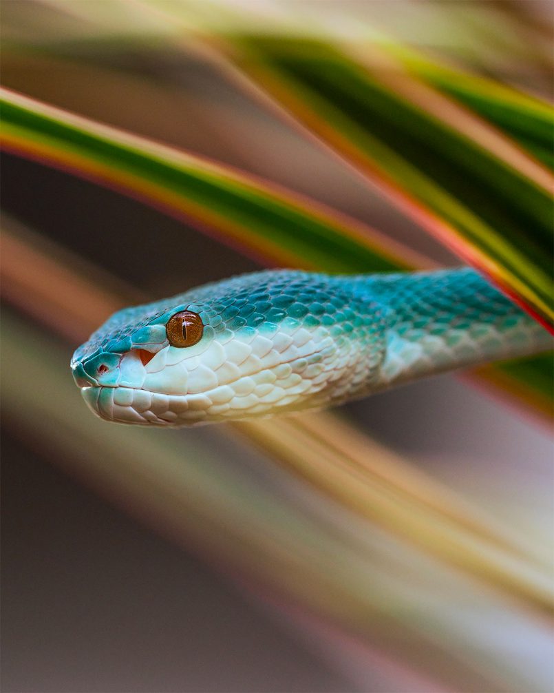 cobra azul por Ben Simon Snakes