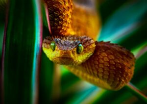 olha que tudo Répteis: Fotos fascinantes de Ben Simon Rehn, com sede na Alemanha, que escolhe parte do reino animal, como cobras, lagartos e outros répteis para publicar sua arte.