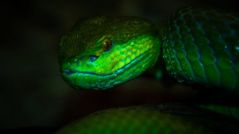 muito verde por Ben Simon Snakes