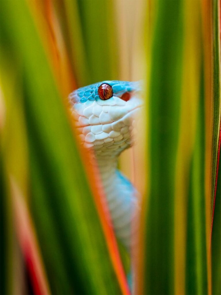 deixa escapar não por Ben Simon Snakes