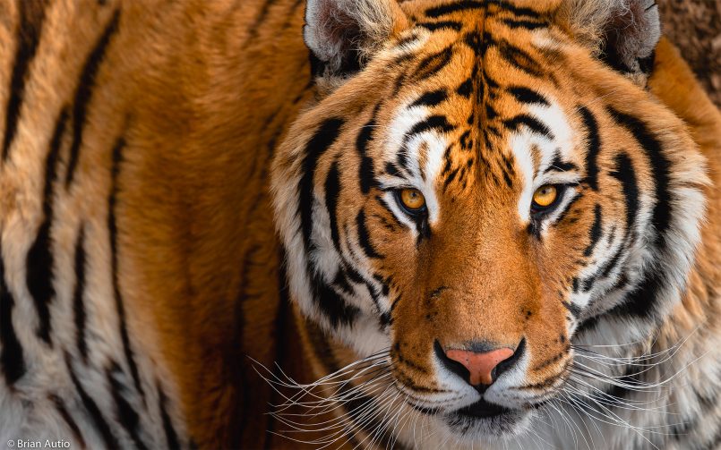 cara de tigre por Brian Autio