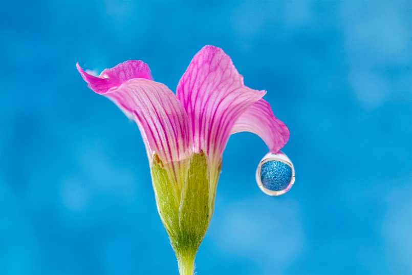 flor de lótus por Antonio Pereira