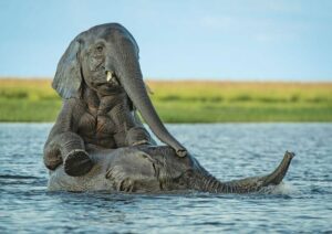 elefantes tomando banho por News Network