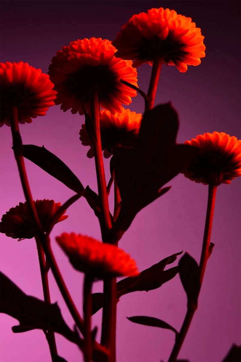 magrela adonai Série de Fotos por William Josephs Radford, que à primeira vista, você pode pensar que são fotos comuns de flores, mas no entanto, o artista usou uma técnica muito específica para produzir uma série de imagens únicas e instigantes.