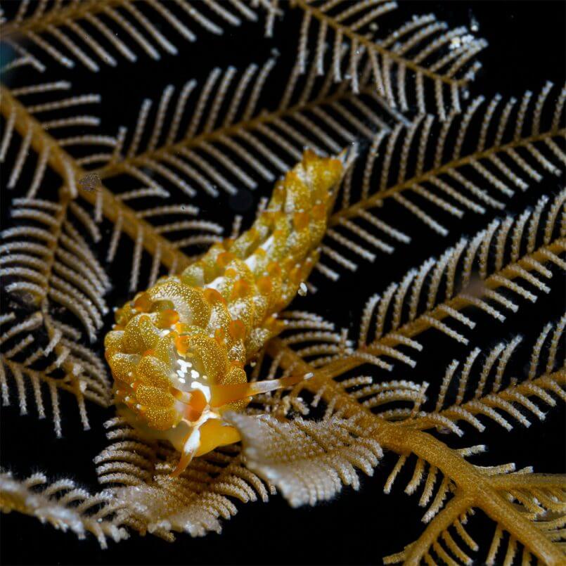 muito lindo Fascinantes capturas subaquáticas por Andrey Savin, que é um fotógrafo das Filipinas especializado em imagens subaquáticas de nudibrânquio.